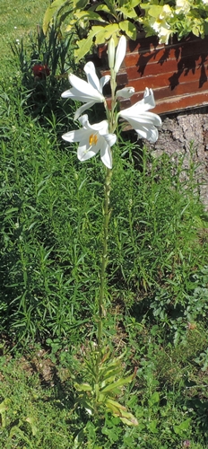 Lilium candidum (Liliaceae)  - Giglio di Sant''Antonio